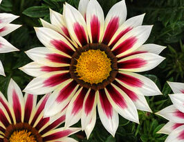 Газанія жорстколиста Нью Дей F1 роуз страйп біло-рожевакупити