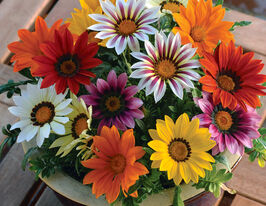 Газания жестколистая Нью Дэй F1 смесь купить