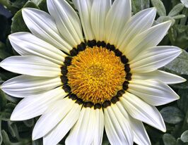 Газания жестоколистная Фрости Кисс F1 белая купить