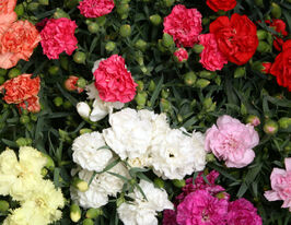 Гвоздика садовая Лилипот F1 смесь купить