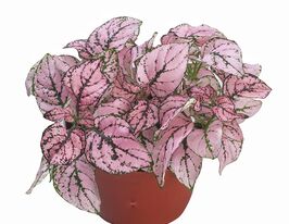 Гипоэстес Конфетти розовый купить