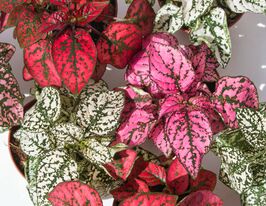 Гипоэстес Конфетти смесь купить