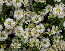 Гипософила Гипси белая купить