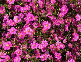 Гипсофила Гипси темно-розовая купить