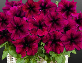 Петунія грандіфлора Трітунія F1 бургундікупити