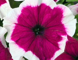 Петуния грандифлора Хулахуп F1 бургунди купить