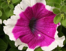 Петуния грандифлора Хулахуп F1 вельвет купить