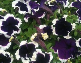 Петуния грандифлора Хулахуп F1 голубая купить