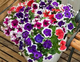 Петуния грандифлора Хулахуп F1 смесь купить