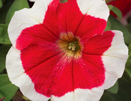 Петуния грандифлора Хулахуп F1 красная купить