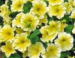 Петуния мультифлора Береника F1 купить