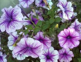 Петуния мультифлора Бригитта F1 купить