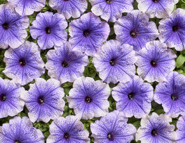 Петунія мультифлора Нора F1купити