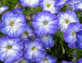 Петунія мультифлора Мерлін F1 синій раноккупити