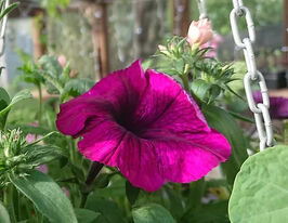 Петуния мультифлора Мираж F1 вельвет купить