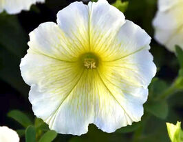 Петуния мультифлора Мираж F1 желтая купить