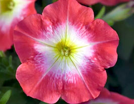 Петунія мультифлора Міраж F1 полум'яний раноккупити