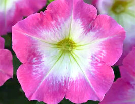 Петунія мультифлора Міраж F1 рожевий раноккупити