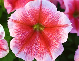 Петунія мультифлора Міраж F1 саммеркупити