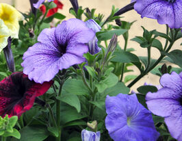 Петунія мультифлора Міраж F1 синя з прожилкамикупити