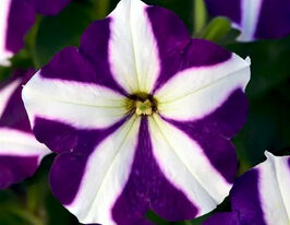 Петунія мультифлора Міраж F1 синя зіркакупити