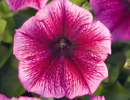 Петунія мультифлора Міраж F1 сливовакупити