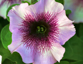 Петунія мультифлора Міраж F1 сливовий снігкупити