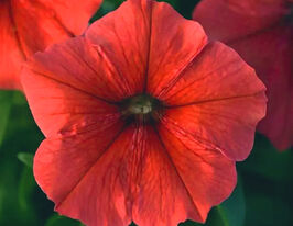 Петунія мультифлора Міраж F1 червонакупити