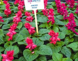 Сальвія блискуча Аморе рожевакупити