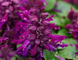 Сальвія блискуча Редді пурпуровакупити