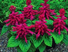 Сальвія блискуча Сальса бургундікупити