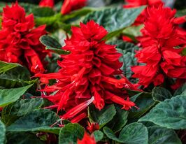 Сальвія блискуча Сальса скарлеткупити