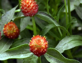 Гомфрена висока КІС помаранчевакупити