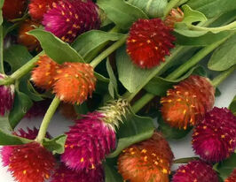 Гомфрена висока КІС сумішкупити