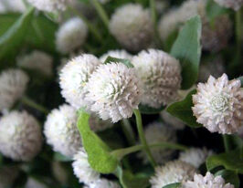 Гомфрена куляста низькоросла Гном білакупити