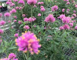 Гомфрена куляста низькоросла Гном рожевакупити