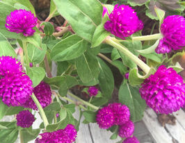 Гомфрена куляста низькоросла Гном пурпурнакупити