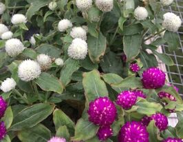 Гомфрена куляста низькоросла Гном сумішкупити