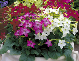 Табачник крылатый Саратога F1 смесь купить