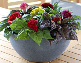 Целозія гребінчаста низькоросла Брайнік сумішкупити