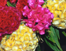 Целозия гребенчатая Чиф смесь купить