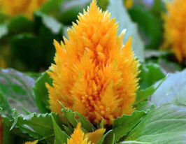 Целозія периста Айс Крем жовтакупити