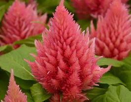 Целозія периста Айс Крем лососевакупити