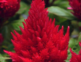 Целозія периста Айс Крем черрікупити