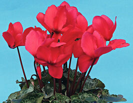 Цикламен персидський Перла фон Целендорф темно-лососевийкупити