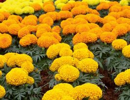 Чорнобривці Антігуа F1 сумішкупити