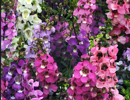 Агнелонія Сереніта сумішкупити