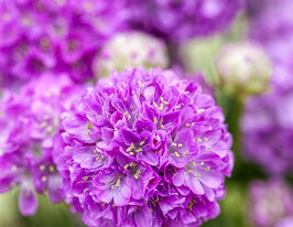 Армерия Балерина лиловая купить