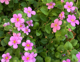 Бакопа Пінктопія F1 рожевакупити