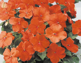 Бальзамин Уоллера Баланс F1 оранжевый купить